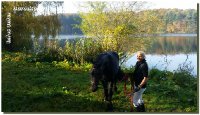 EIN Berittplatz frei in unserer idylisschen kleinen Reitanlage / Schwerpunkt Zirzensik - ab sofort!